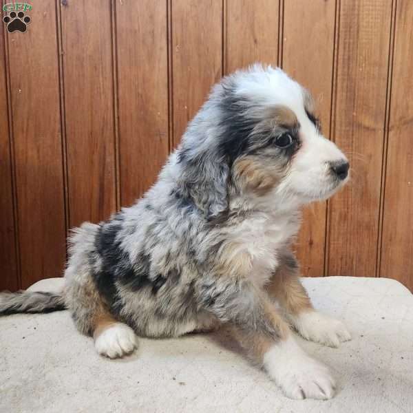Mindy, Bernedoodle Puppy
